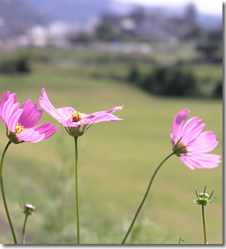 コスモス(秋桜) (2006年9月)